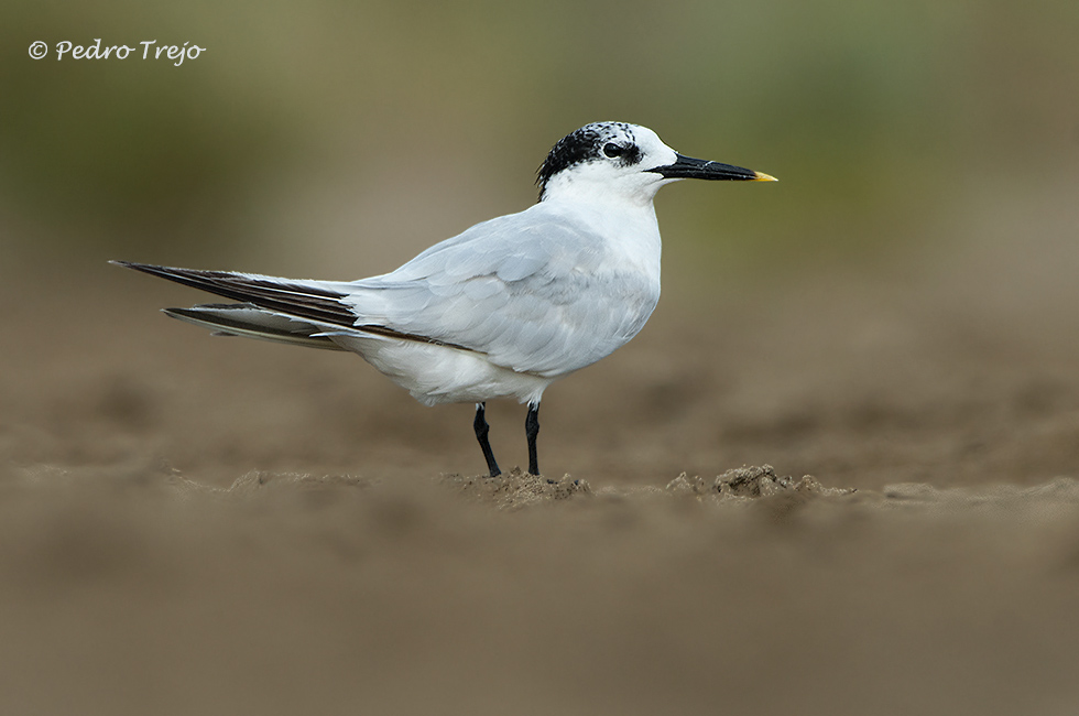 Charran patinegro (Sterna sandvicensis)